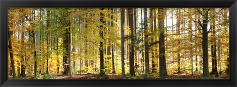 Framed Trees in autumn, Hohenlohe, Baden-Wurttemberg, Germany Print