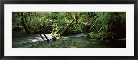 Framed Divide Creek flowing through a forest, Hollyford River, Fiordland National Park, South Island, New Zealand Print