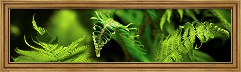 Framed Close-up of ferns Print