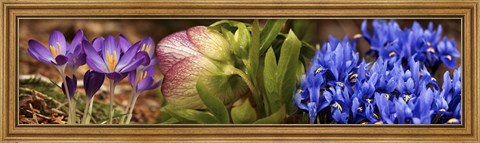 Framed Details of Crocus flowers Print