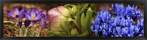 Framed Details of Crocus flowers Print