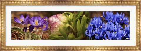 Framed Details of Crocus flowers Print