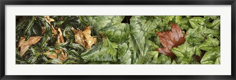 Framed Details of green leaves Print