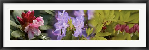 Framed Details of bright colors flowers Print