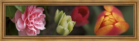 Framed Details of Colorful Tulip Flowers Print