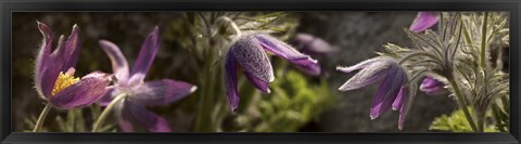 Framed Details of purple furry flowers Print