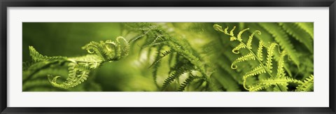 Framed Close-up of multiple images of ferns Print