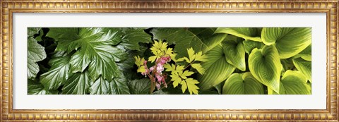Framed Details of luscious leaves Print