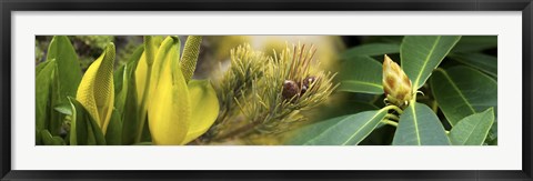 Framed Close-up of buds of pine tree Print