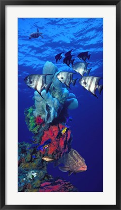 Framed Spadefishes with Nassau Grouper (Epinephelus striatus) and a Hawksbill Turtle (Eretmochelys Imbricata) swimming underwater Print