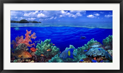 Framed Underwater view of Yellowbar Angelfish with Tiger Grouper and Oriental Sweetlips (Plectorhinchus Vittatus) Print