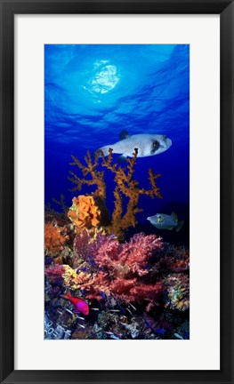 Framed Underwater view of Bristly puffer fish (Arothron hispidus) with triggerfish and Anthias Fishes Print