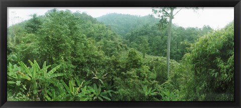 Framed Vegetation in a forest, Chiang Mai Province, Thailand Print