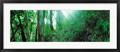 Framed Light through a Bamboo forest, Chiang Mai, Thailand Print