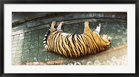 Framed Tiger (Panthera tigris) sleeping in a tiger reserve, Tiger Kingdom, Chiang Mai, Thailand Print