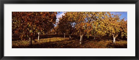 Framed Almond Trees during autumn in an orchard, California, USA Print