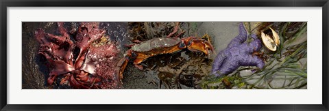 Framed Sea critters Print