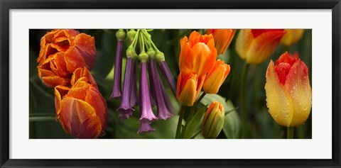 Framed Close-up of orange and purple flowers Print