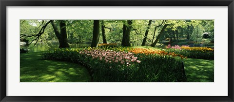 Framed Tulip flowers and trees in Keukenhof Gardens, Lisse, South Holland, Netherlands Print