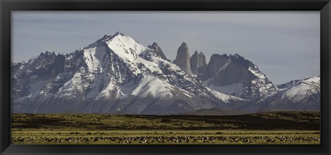 Framed Field with snowcapped mountains, Paine Massif, Torres del Paine National Park, Magallanes Region, Patagonia, Chile Print