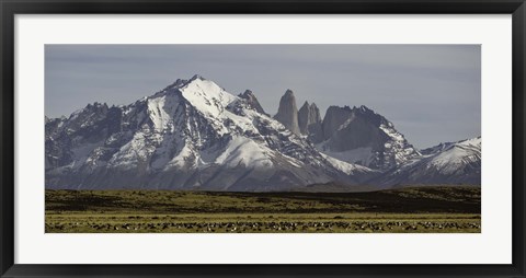 Framed Field with snowcapped mountains, Paine Massif, Torres del Paine National Park, Magallanes Region, Patagonia, Chile Print