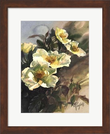 Framed Hadfield Roses I Print