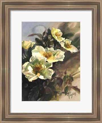 Framed Hadfield Roses I Print