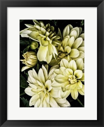 Framed Lemon Dahlias II Print