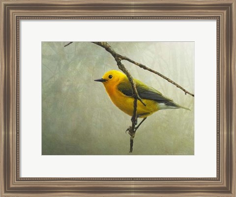 Framed Prothonotary Warbler Print