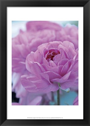 Framed Roses Anglaises Print