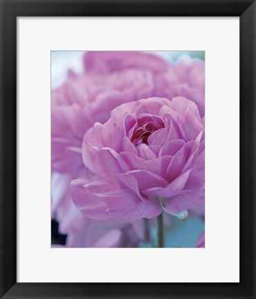 Framed Roses Anglaises Print