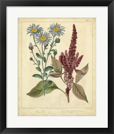 Framed Garden Flora I Print