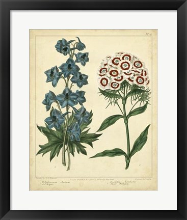 Framed Garden Flora II Print