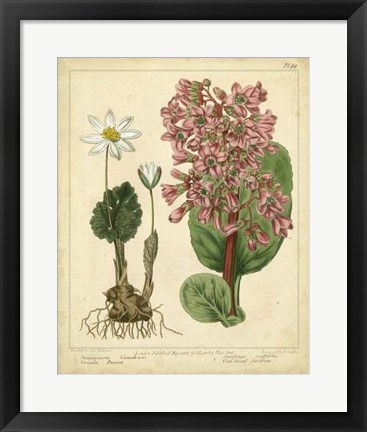 Framed Garden Flora III Print