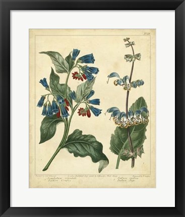 Framed Garden Flora V Print