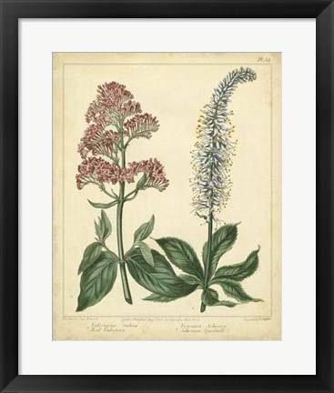 Framed Garden Flora VI Print