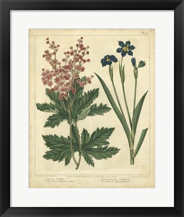 Framed Garden Flora VII Print