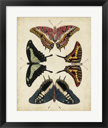 Framed Display of Butterflies II Print