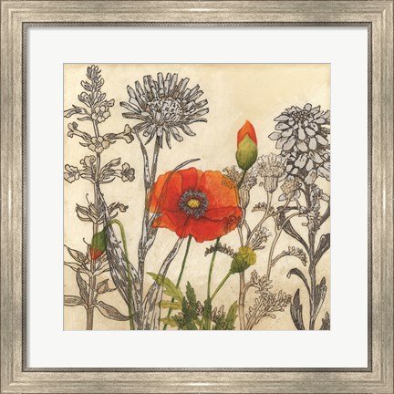 Framed Emerging Poppy Print