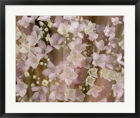 Framed Soft Floral II Print