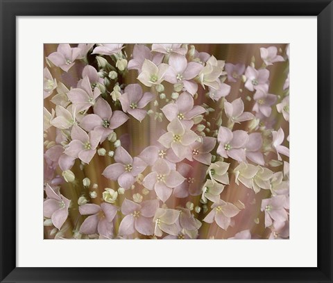 Framed Soft Floral II Print