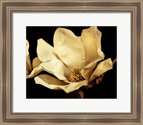 Framed Buttercream Magnolia I Print