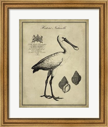 Framed Antiquarian Spoonbill Print