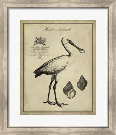 Framed Antiquarian Spoonbill Print