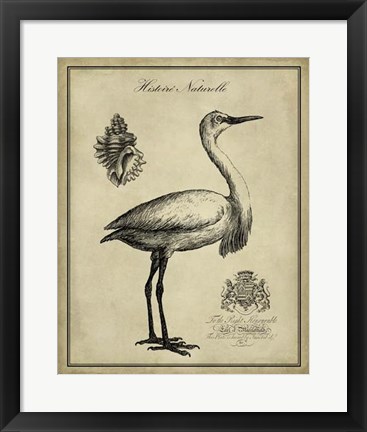 Framed Antiquarian Egret Print