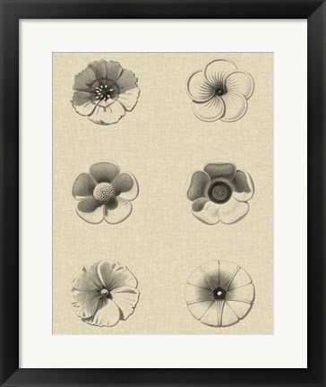 Framed Floral Rosette I Print