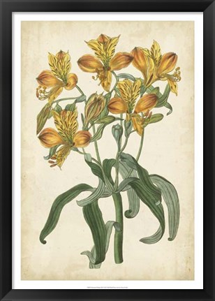 Framed Botanical Display III Print