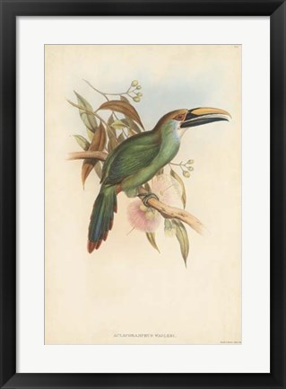 Framed Tropical Toucans I Print