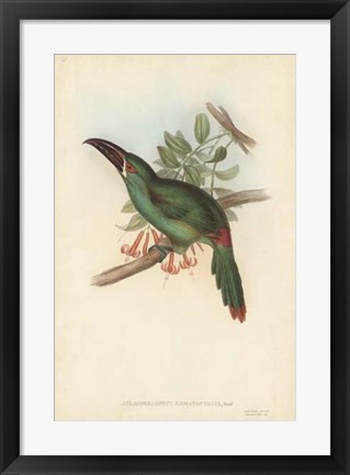 Framed Tropical Toucans II Print