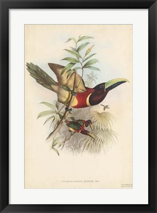 Framed Tropical Toucans III Print